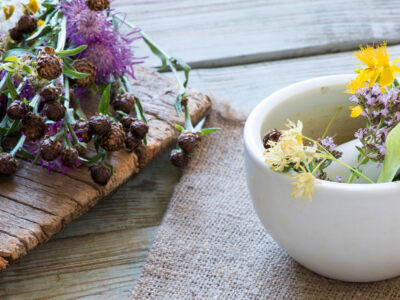 Printemps 2026 – Le pouvoir des plantes