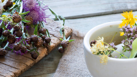 Le pouvoir des plantes